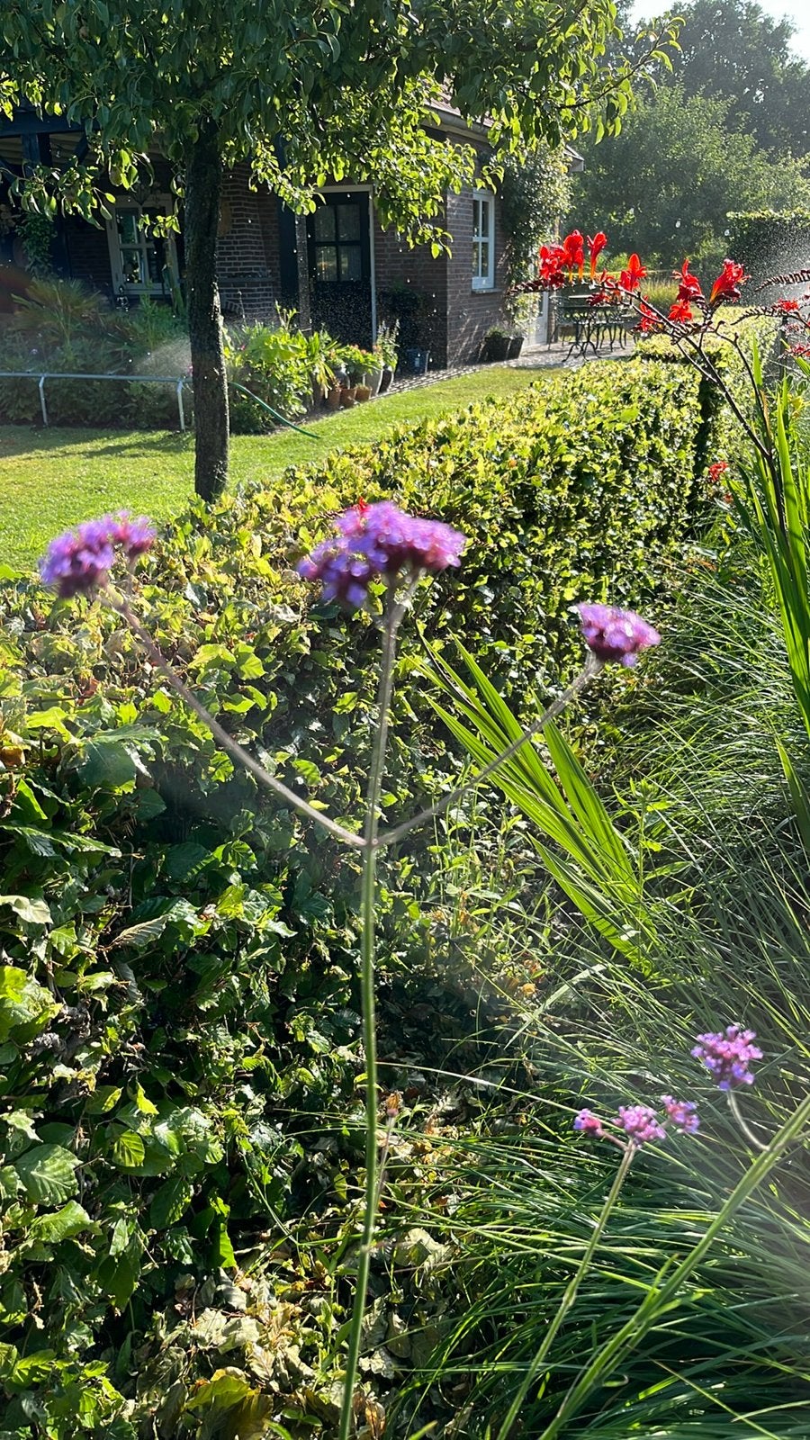 Verbena bonariensis - IJzerhard planten, Tuin en Terras, Overige soorten, Volle zon, Vaste plant, Ophalen of Verzenden