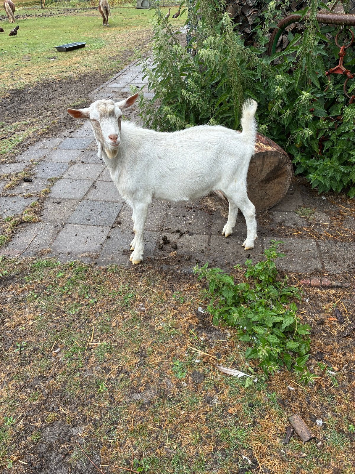 Te koop:mooie gezonde witte saanen bok.geboren februari 2026, Dieren en Toebehoren