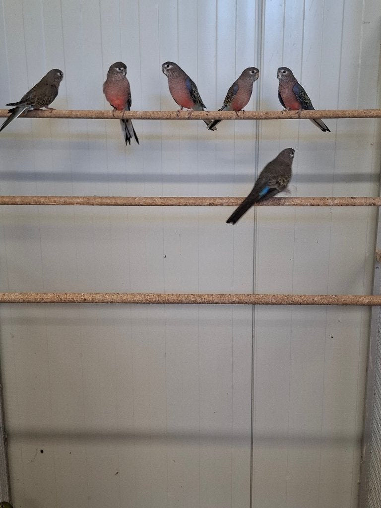 Bourke parkieten wildkleur, Meerdere dieren, Parkiet