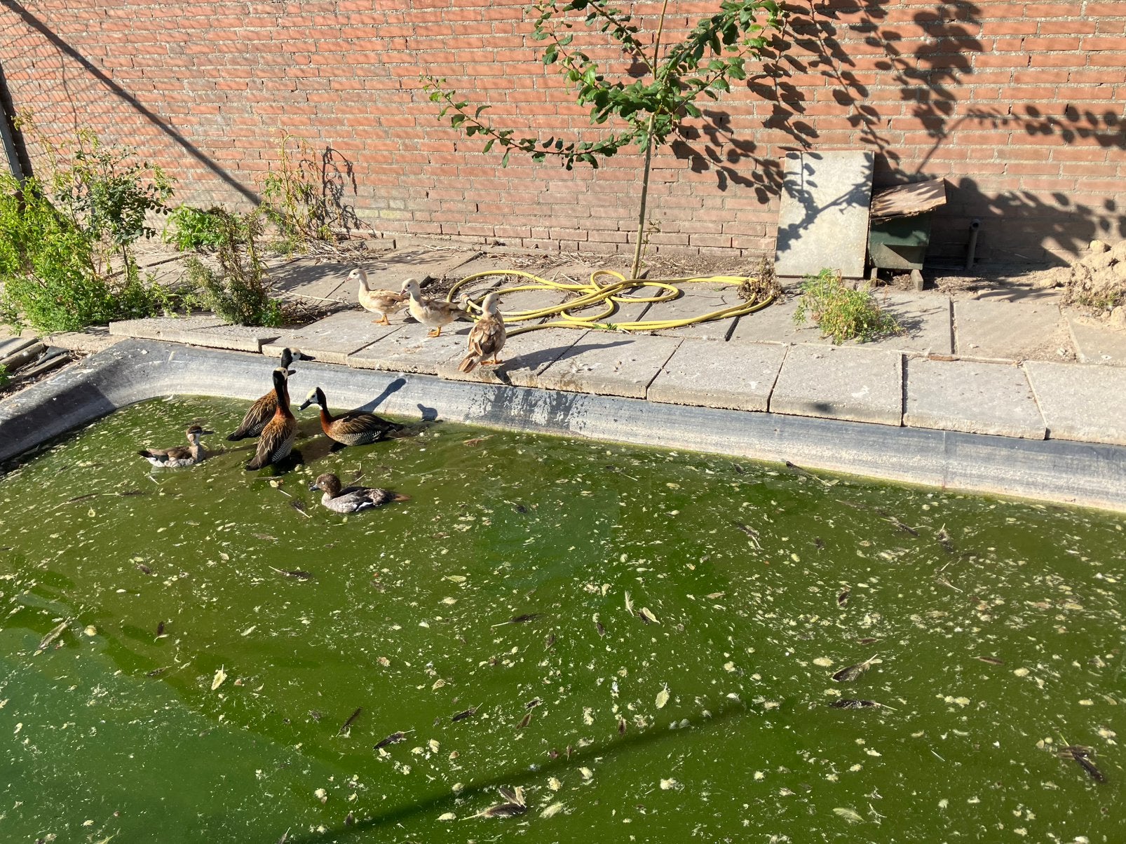 Beschikbaar siereenden, Meerdere dieren