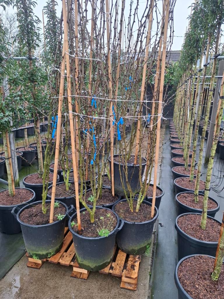 Kiespijnboom, of Zanthoxylum similans meerstammige, Ophalen, In pot, Volle zon, Overige soorten