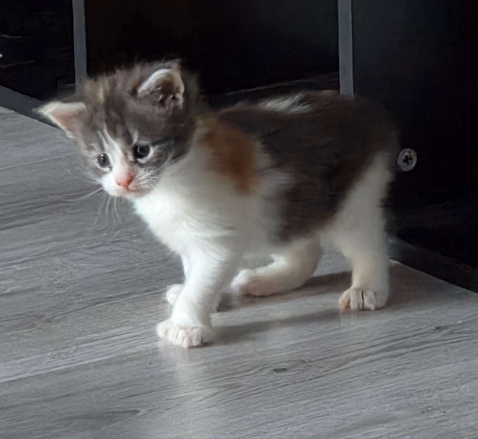 maine coon kitten met een foutje van de natuur, Meerdere dieren
