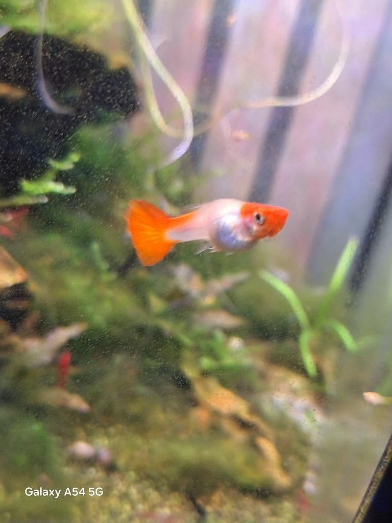 Koi en endler guppen, Dieren en Toebehoren, Vis