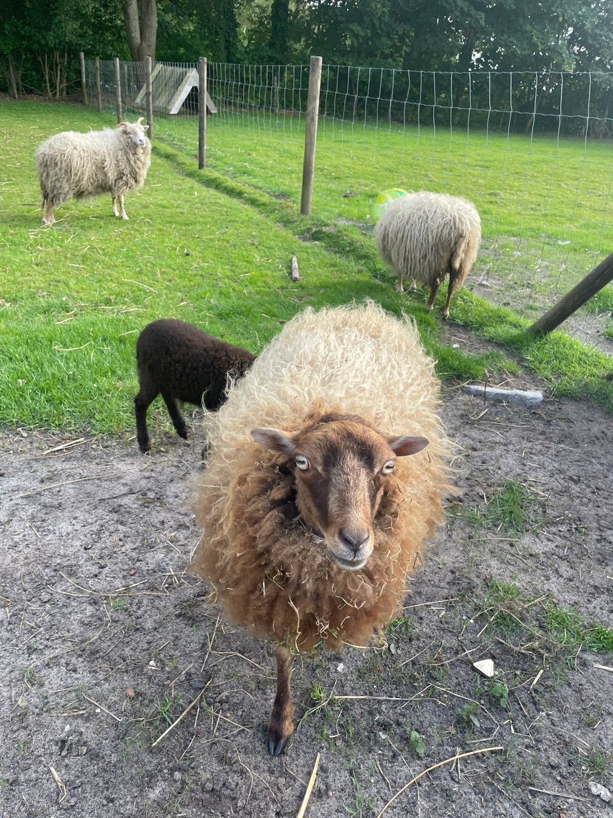 Ouessant ooi, Vrouwelijk, Schaap
