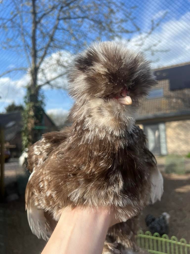 Broedeieren choco mottled USA zijdehoen(der), Dieren en Toebehoren, Pluimvee, Meerdere dieren, Kip