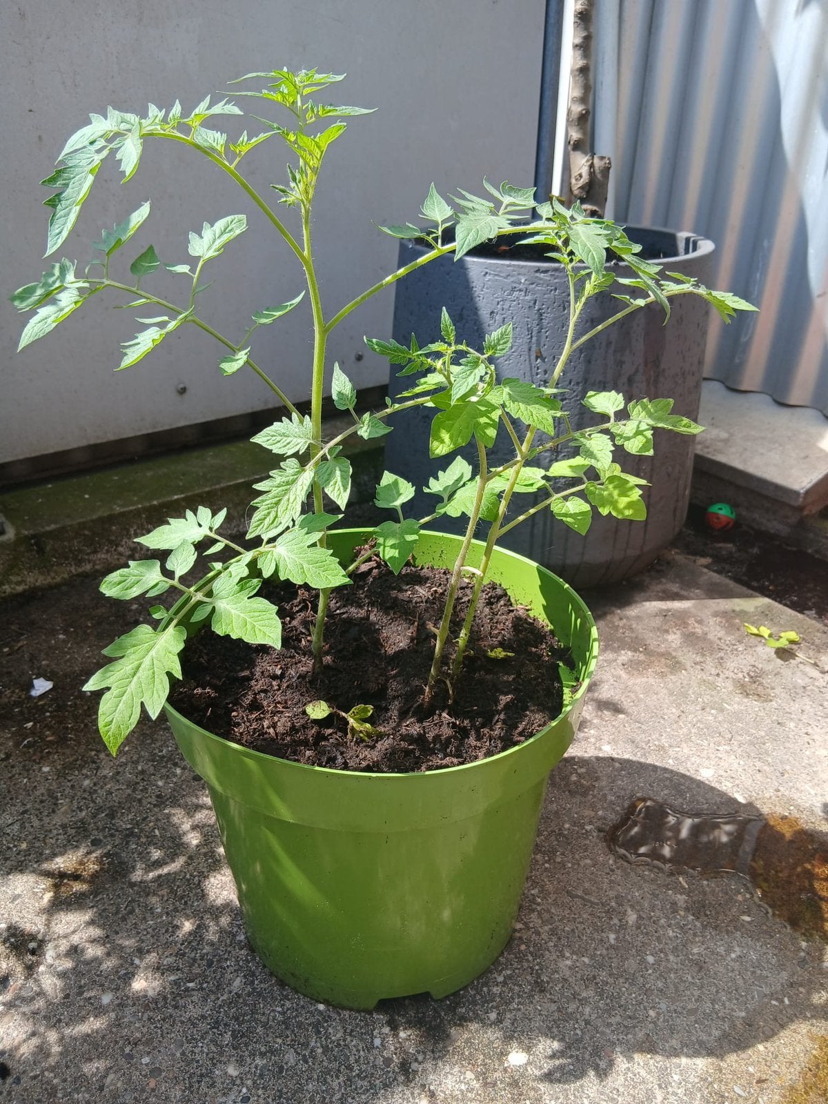 cherrytomaatjes, Ophalen, Minder dan 100 cm, Overige soorten, Zomer