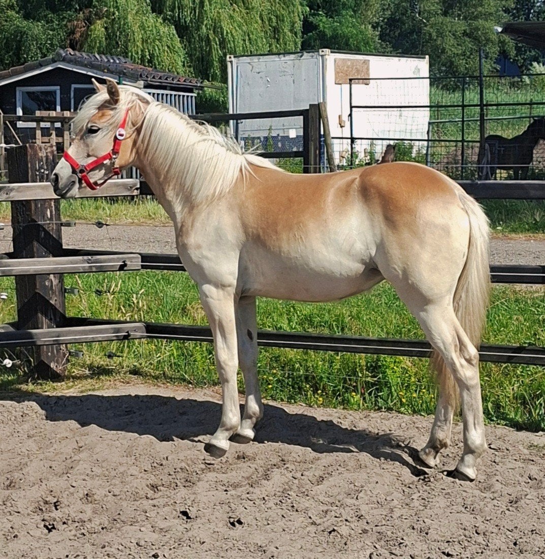 Haflinger merrie jaarling, Dieren en Toebehoren, Pony's, Merrie, 0 tot 2 jaar