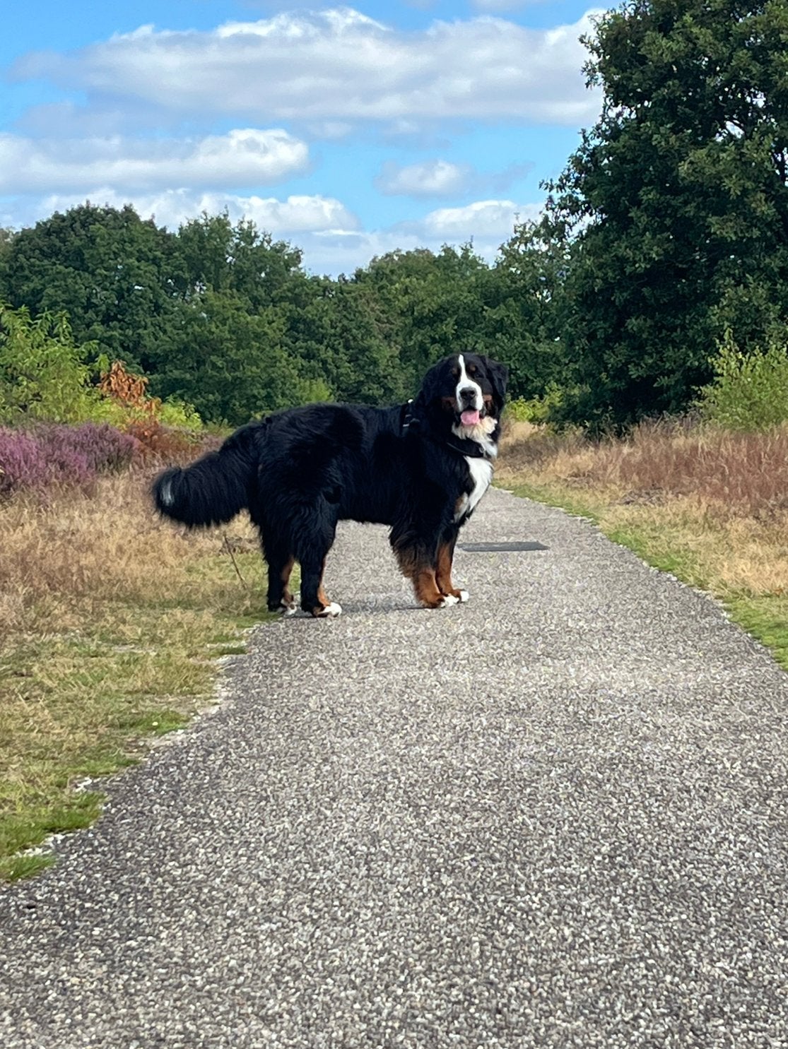 Dog sitter bij u aan huis…😁op meerdere plekken 🐶🐾🐕🦴, Particuliere oppas