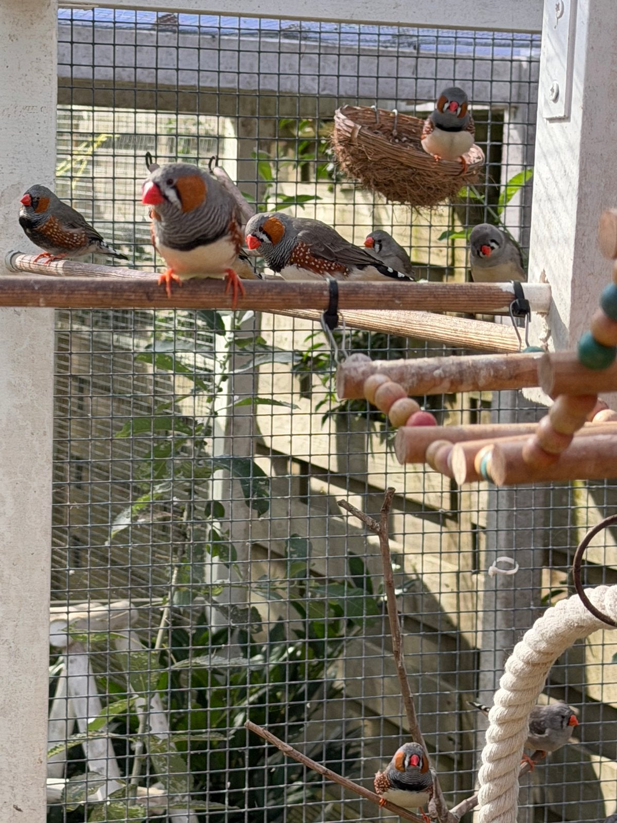 Zebravinken, Dieren en Toebehoren, Meerdere dieren