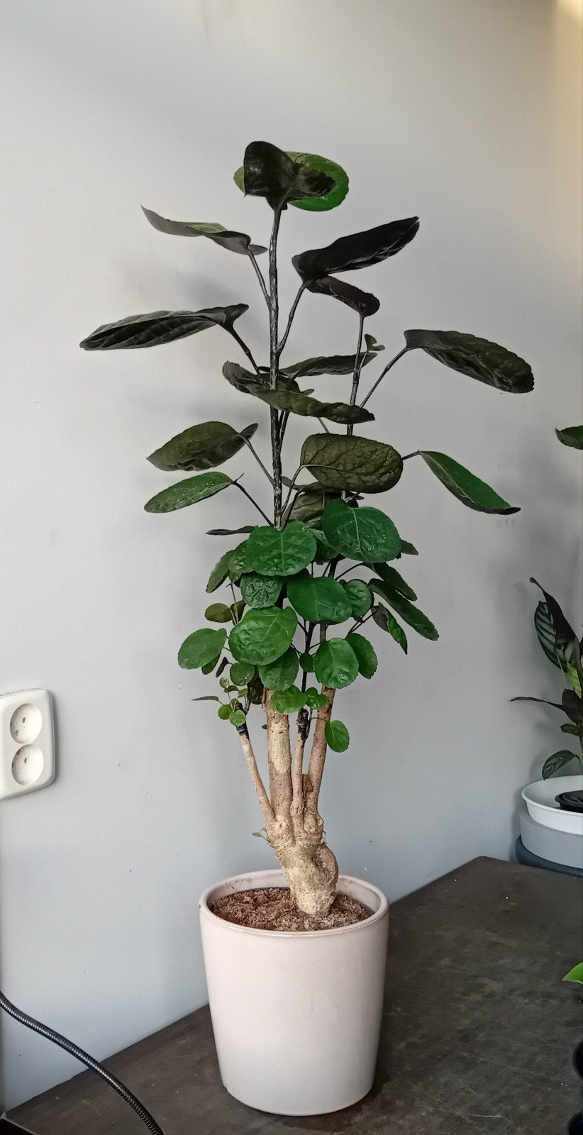 Kamerplant 100cm polyscias boom       evt sierpot 6eu, Ophalen, Overige soorten, Halfschaduw, In pot