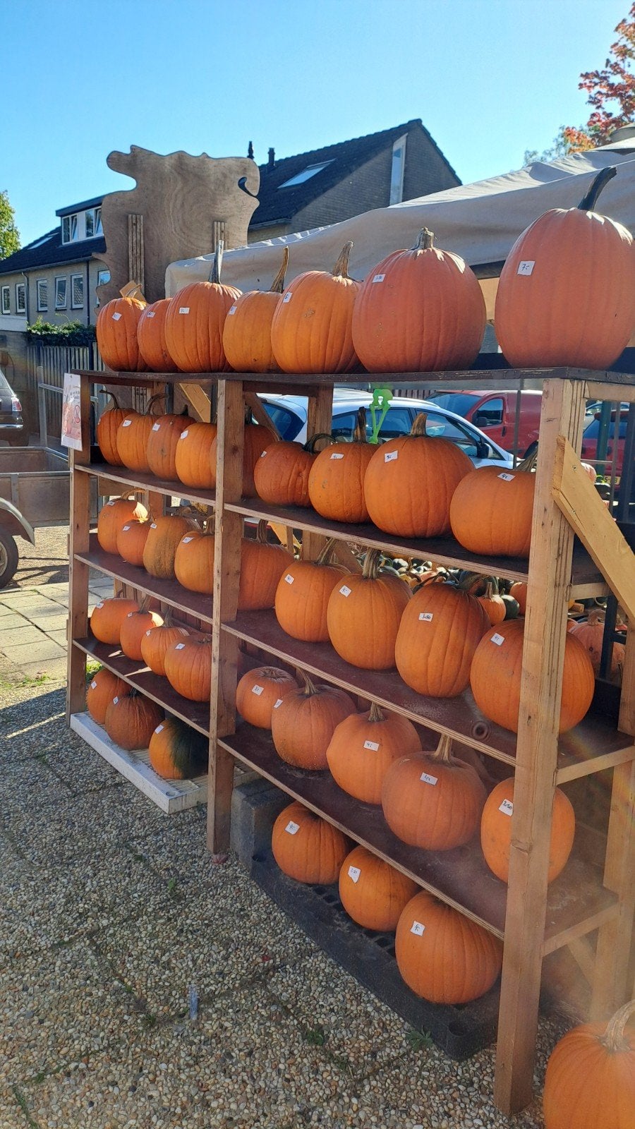 halloween pompoenen eetbare sier reuze pompoenen, Ophalen, Nieuw
