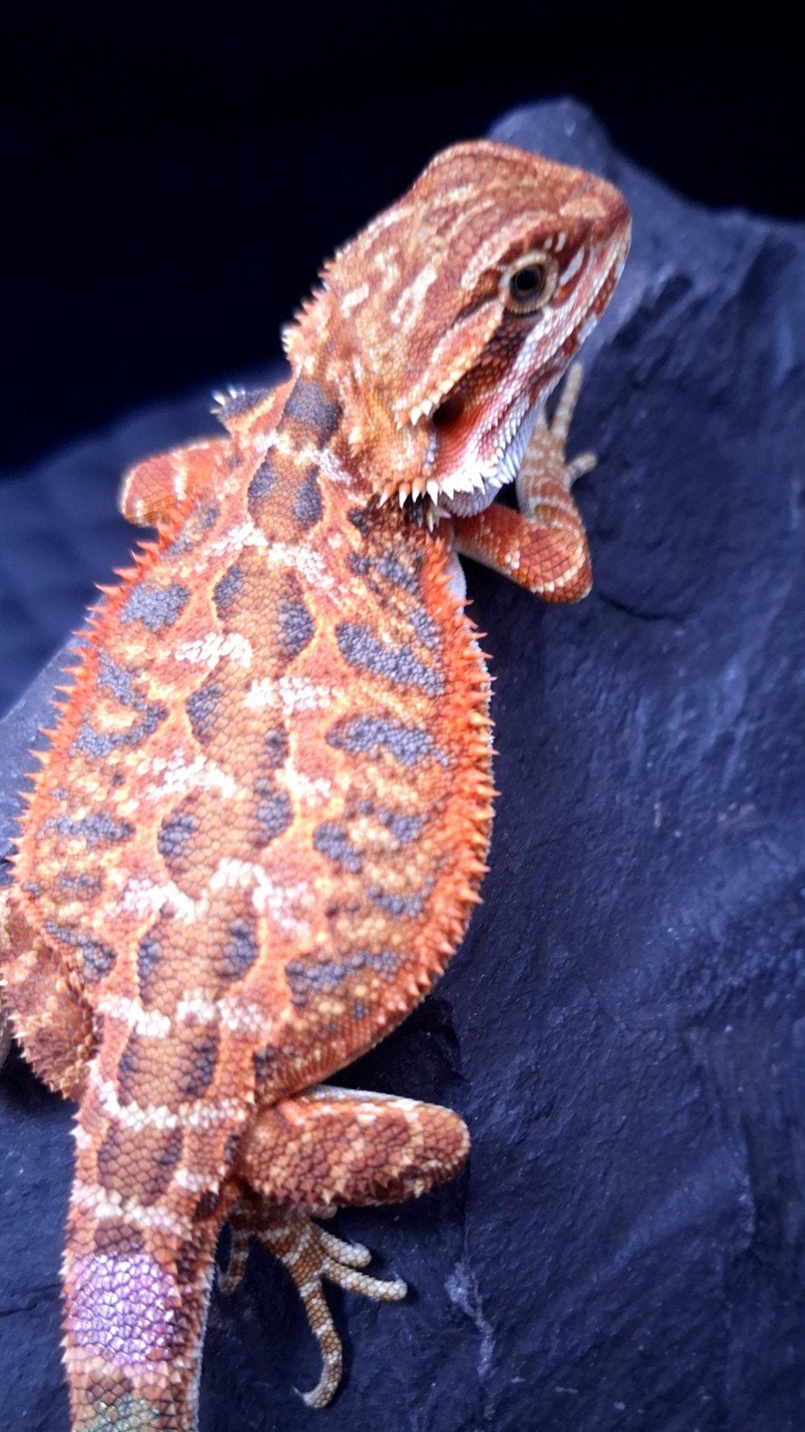 50% Red Monster Extreme Blue Tiger Baardagaam vrouw Bearded Dragon - female for sale from Design Dragons
