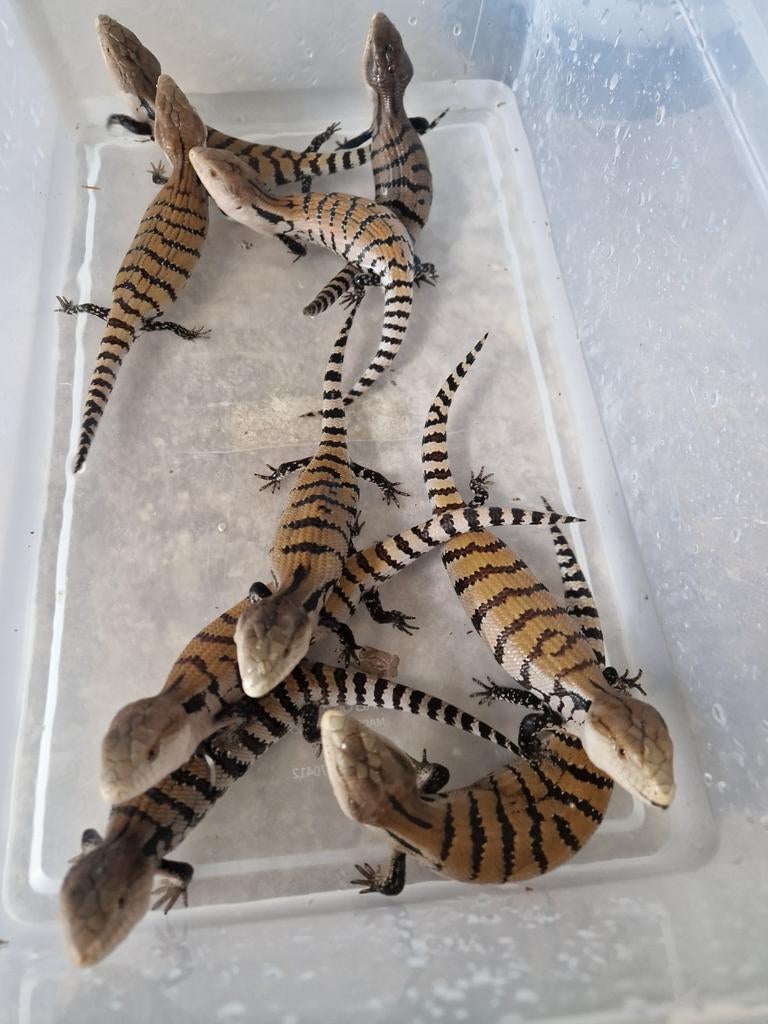 Jonge blauwtongskinks (Tiliqua gigas) Blue Tongue Skink - unknown for sale from Sandra