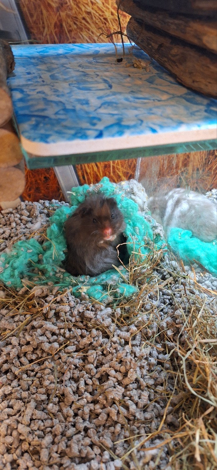 syrische hamster man, Juli, Mannelijk, Hamster