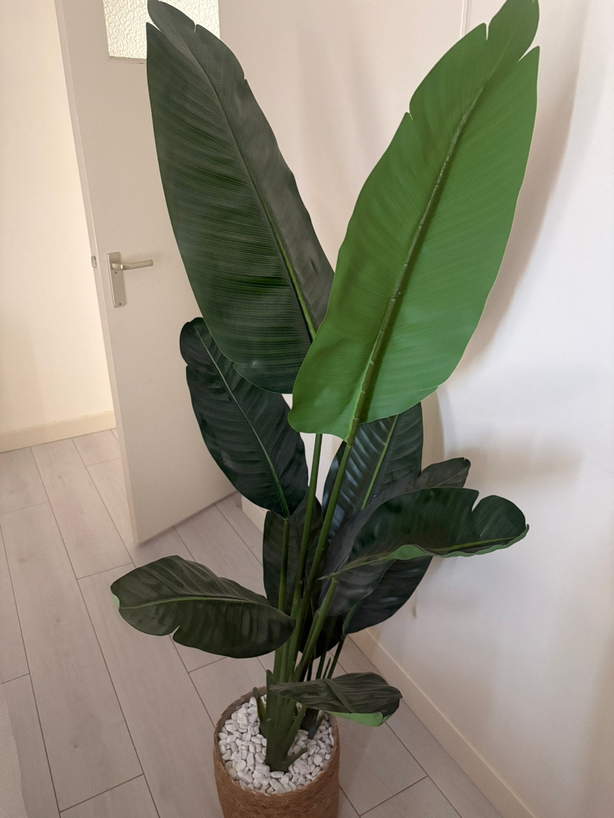 Strelitzia action xl, Ophalen, Halfschaduw, 200 cm of meer