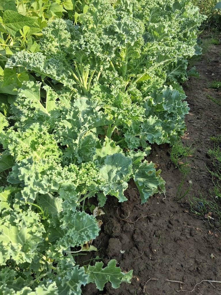 Boerenkoolplanten, Ophalen, Eenjarig, Overige soorten, Volle zon