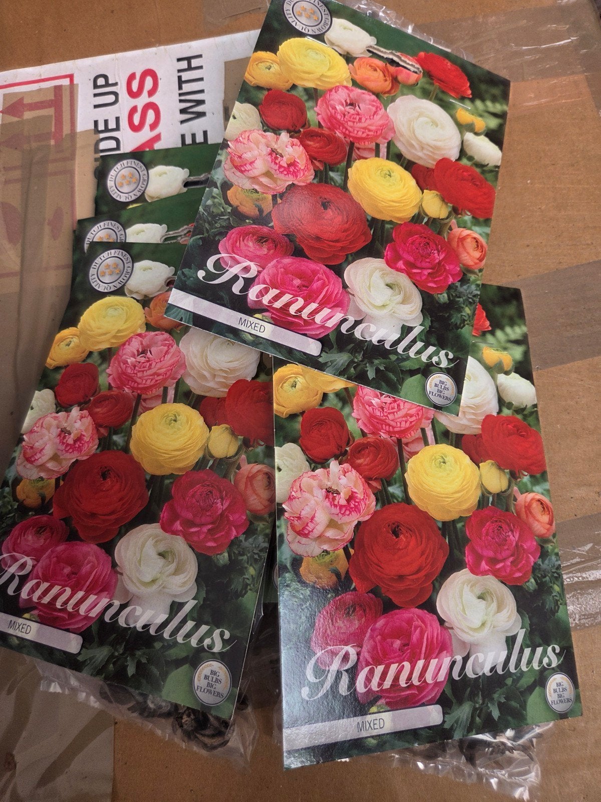 Ranunculus Bloembollen Mix - Kleurrijke Tuinbloemen, Ophalen of Verzenden, Voorjaar, Volle zon, Bloembol