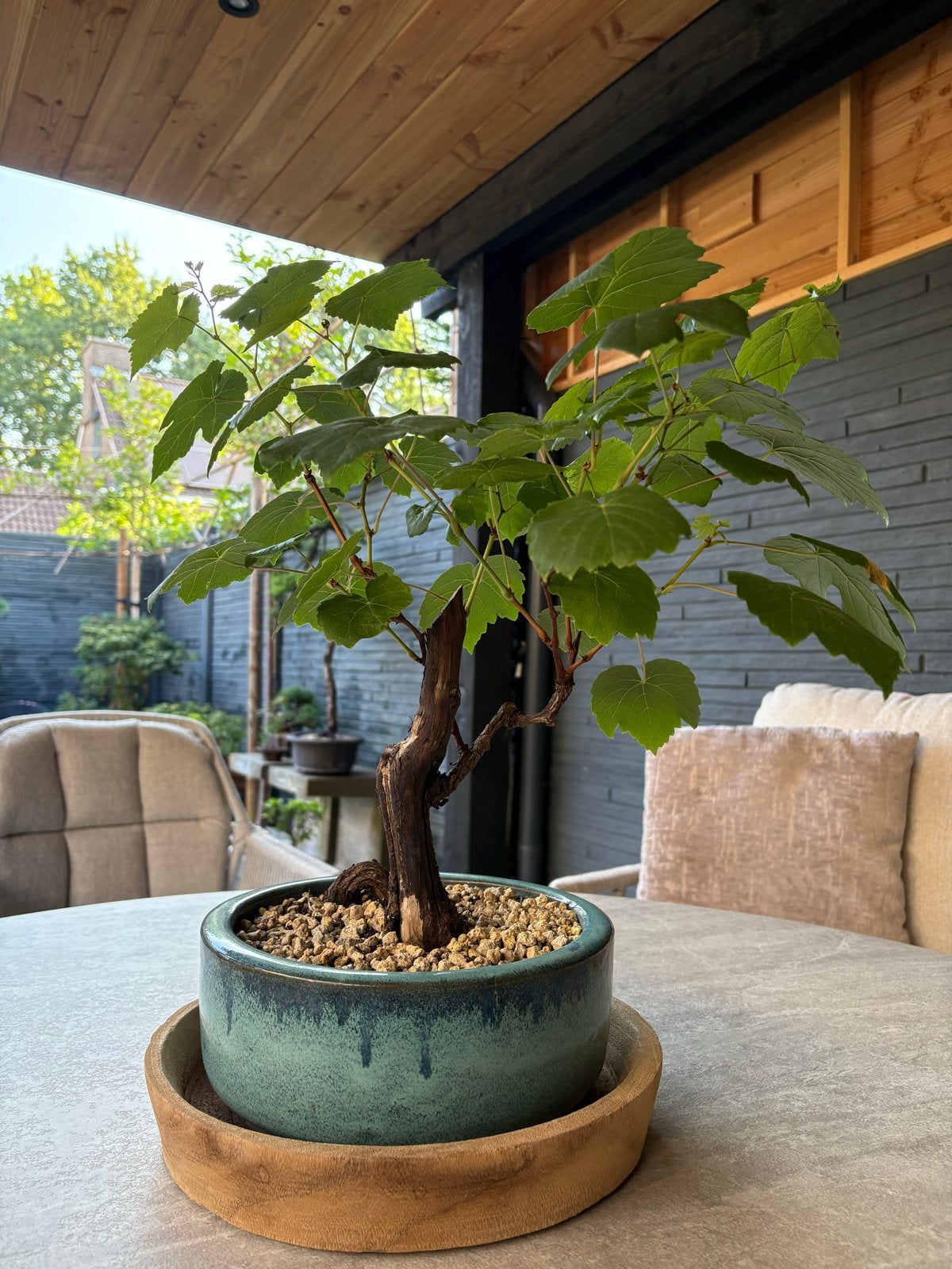 Sierlijke Tafeldruif Bonsai met Oud Hout, Tuin en Terras, Ophalen, Volle zon, Vaste plant, Zomer