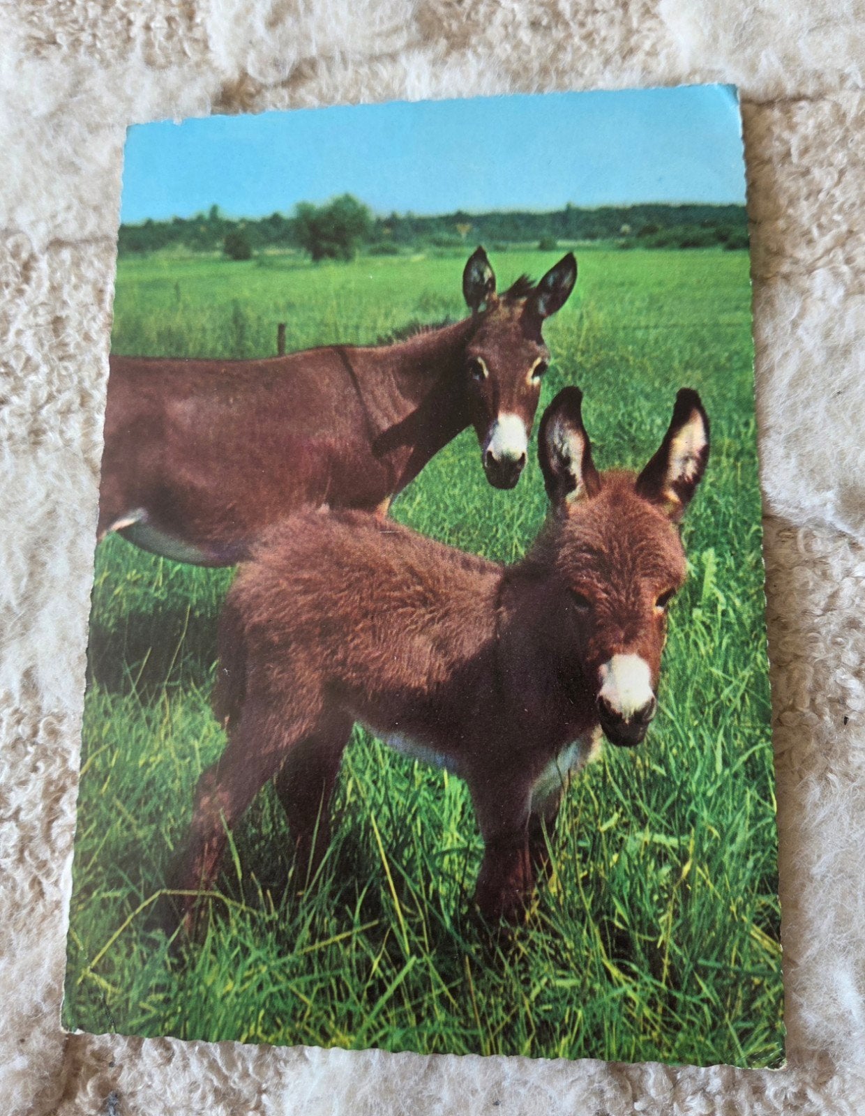 Ansichtkaart met ezels, Verzenden, 1960 tot 1980, Gelopen, Paard