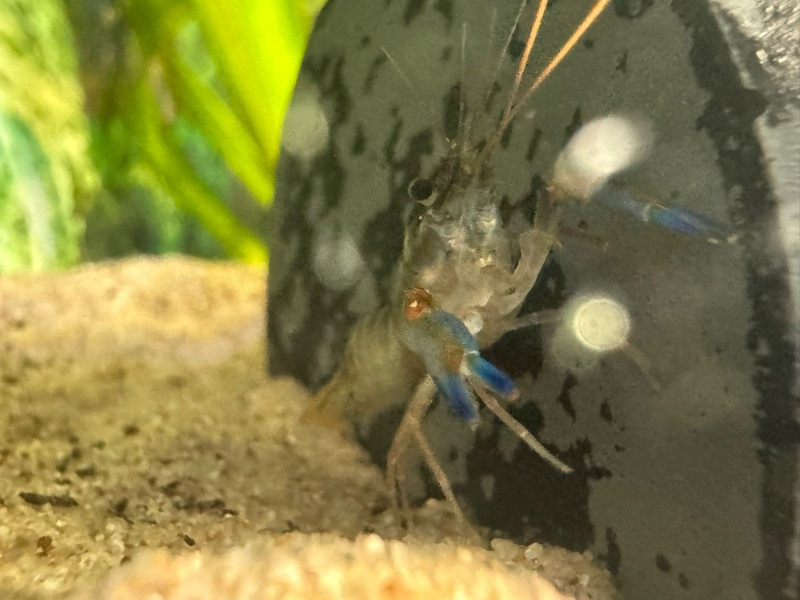 Cherax Peacock kreeften. Zie info., Kreeft, Krab of Garnaal, Zoetwatervis