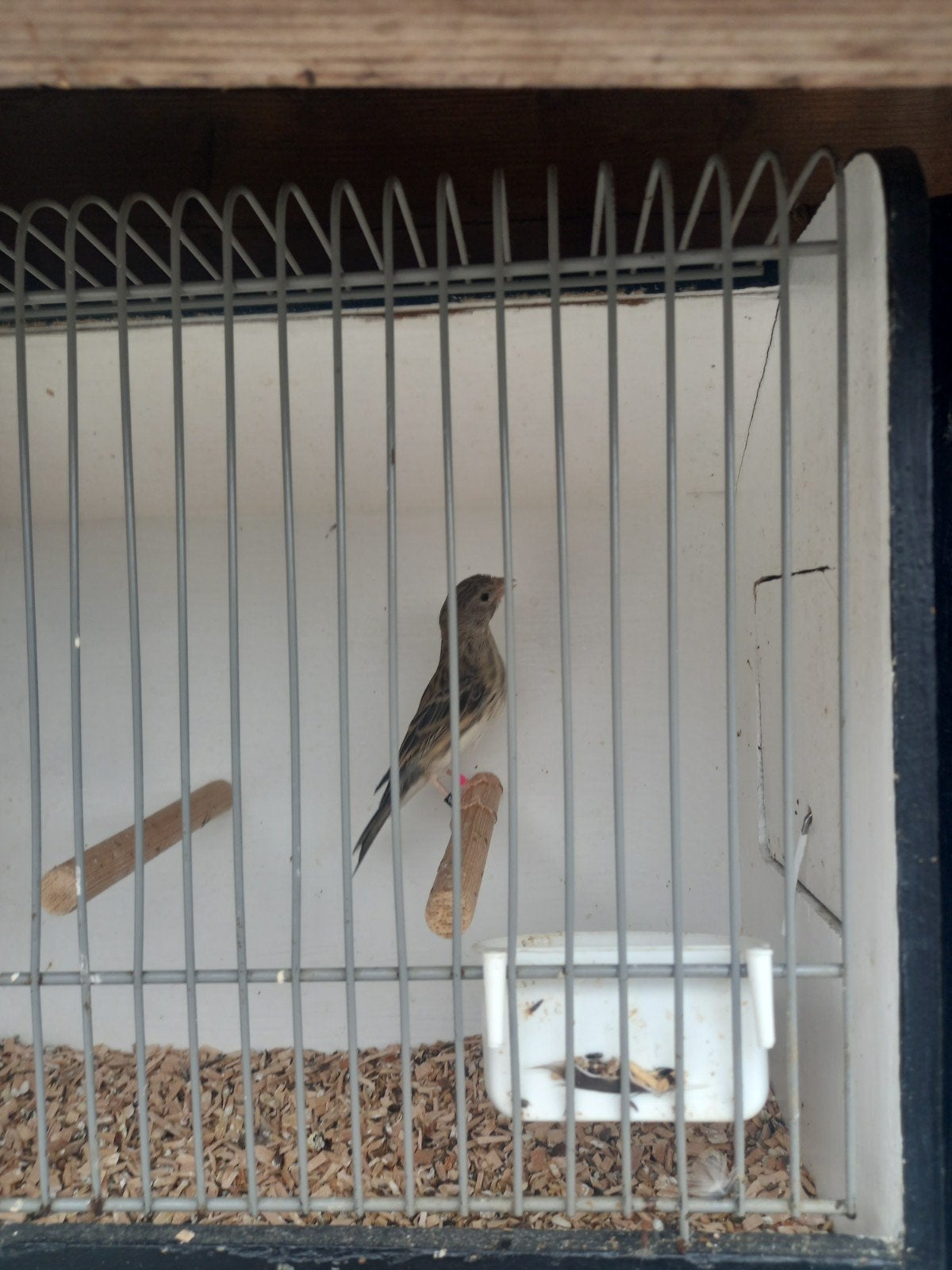 Bastaard edelzanger x kanarie, Mannelijk, Wildzangvogel