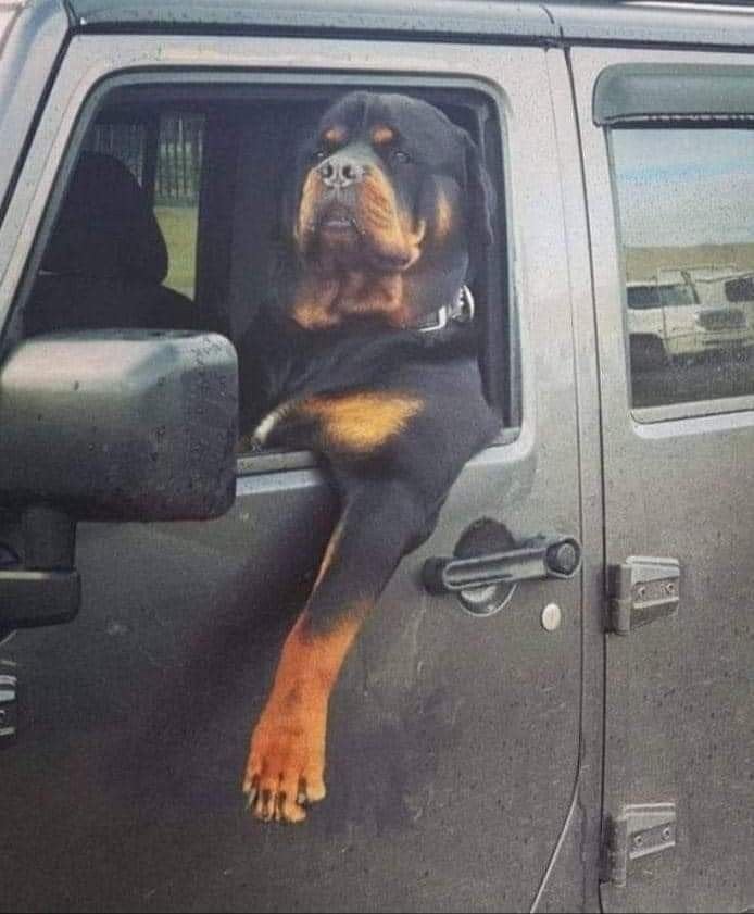 Rottweiler dekreu, Dieren en Toebehoren, België, Particulier, Reu, Parvo