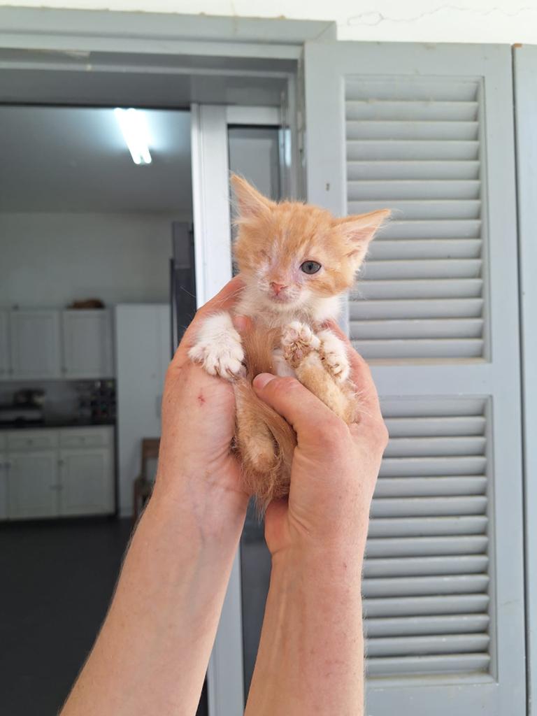 Thor  bijna 3 mnd (nog op cyprus) zoekt forever home, Kater, Langharig