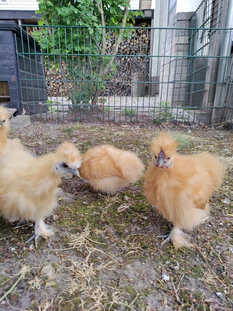 Zijdehoen kriel haantje, Dieren en Toebehoren, Pluimvee, Mannelijk, Kip