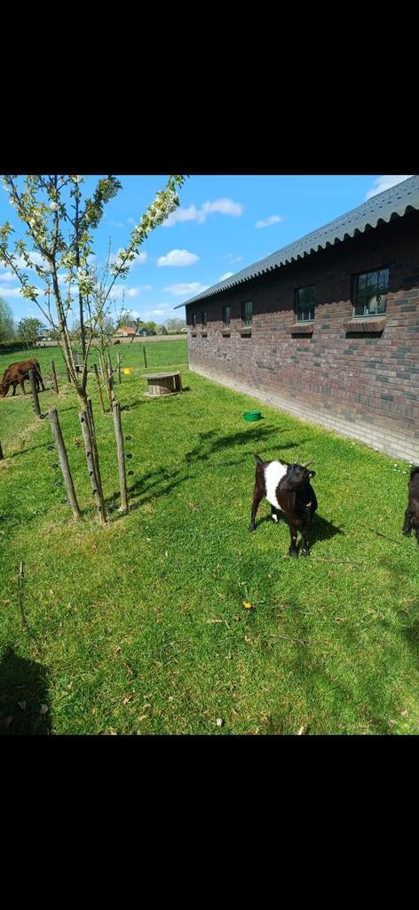 2 dwerg geitjes, Dieren en Toebehoren, Schapen, Geiten en Varkens, Vrouwelijk, Geit