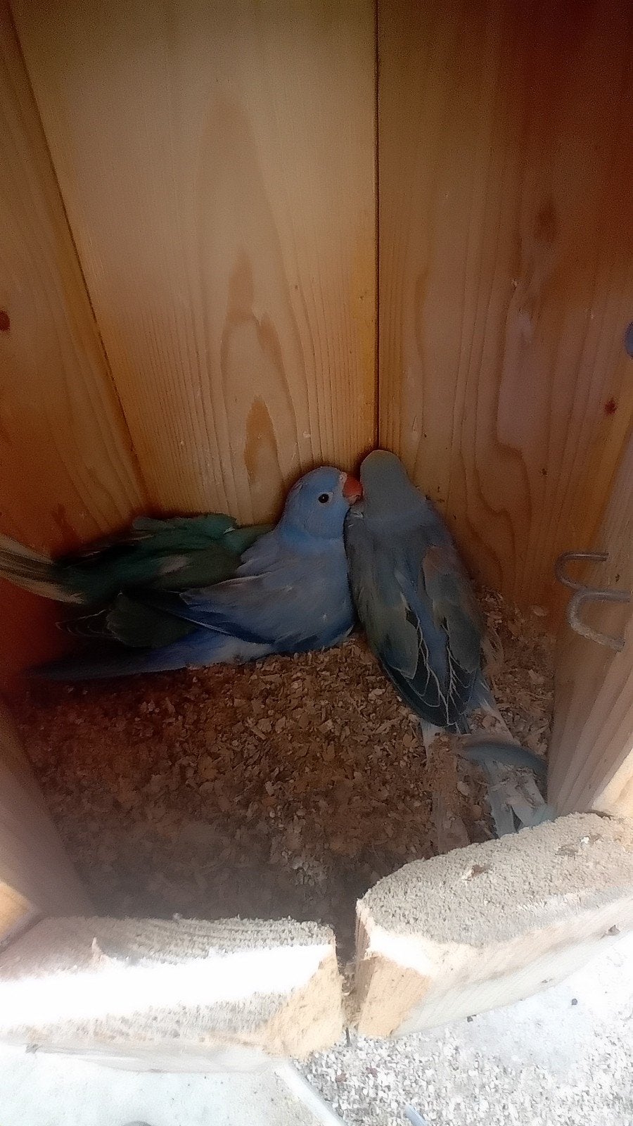 jonge halsbandparkieten (te reserveren), Dieren en Toebehoren, Vogels | Parkieten en Papegaaien, Geslacht onbekend, Parkiet, Geringd