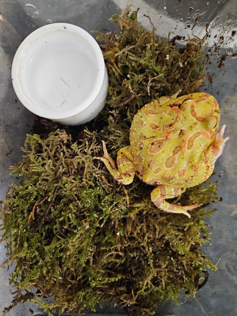 Ceratophrys cranwelli Hoornkikker, Dieren en Toebehoren, Reptielen en Amfibieën, Amfibie, 0 tot 2 jaar