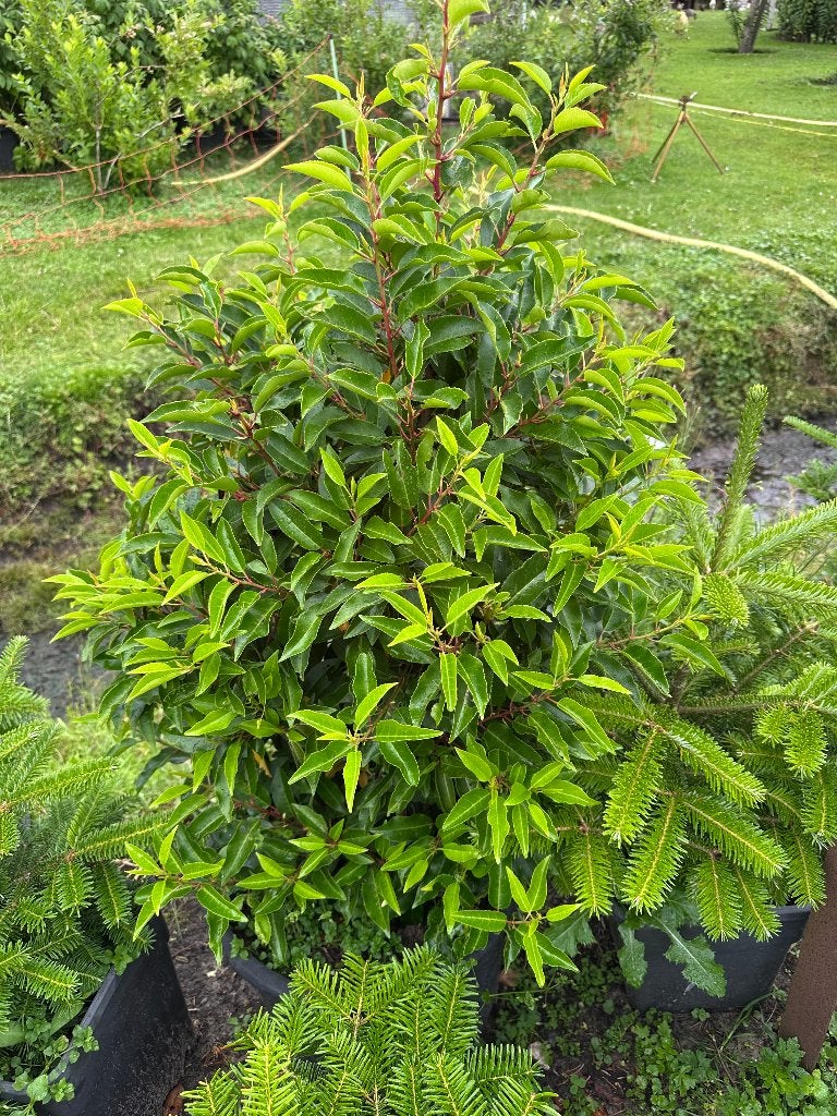 Portugese laurier, Ophalen, Laurier, 100 tot 250 cm