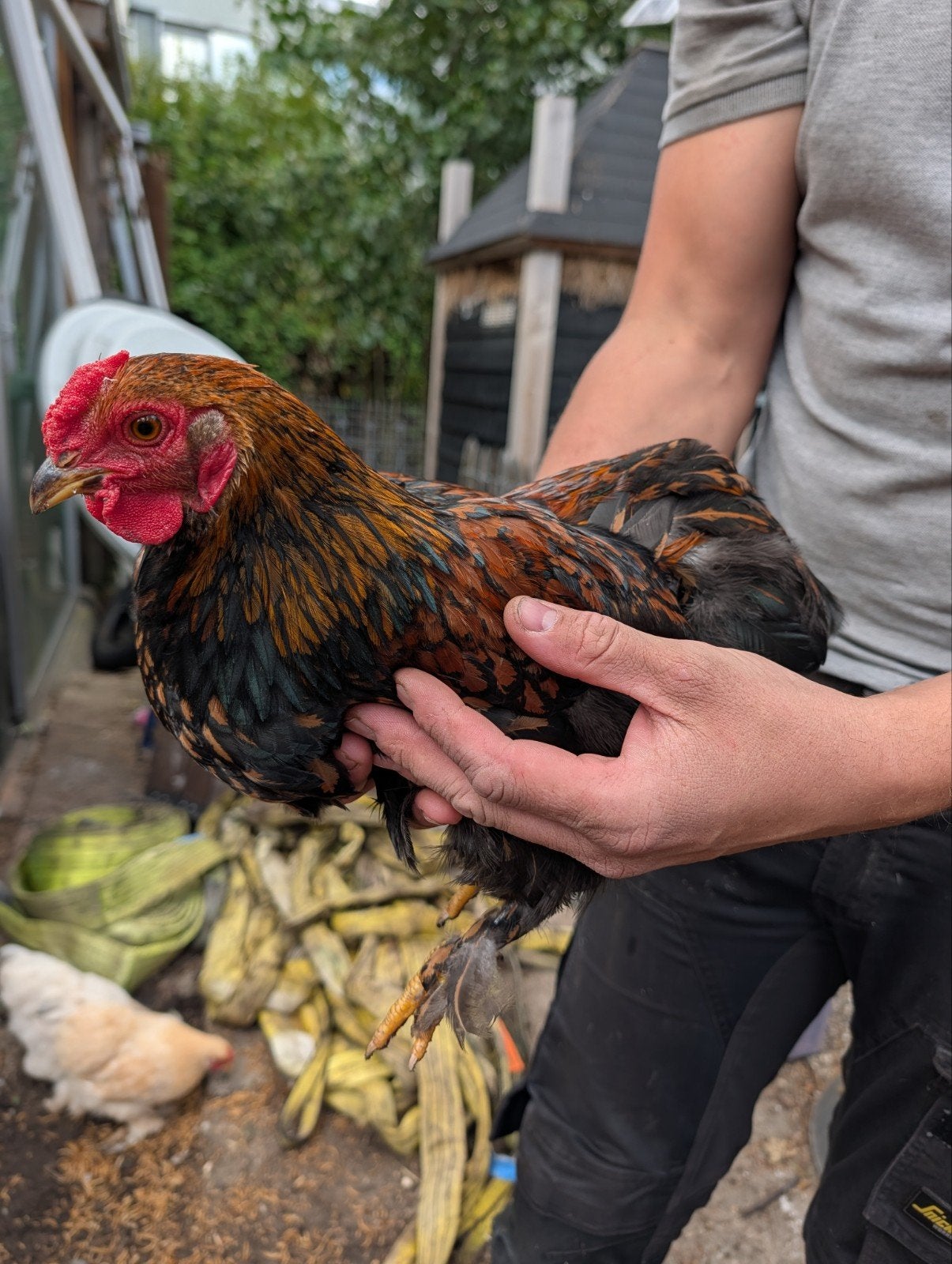 Hanen Wyandotte kriel x Cochin kriel