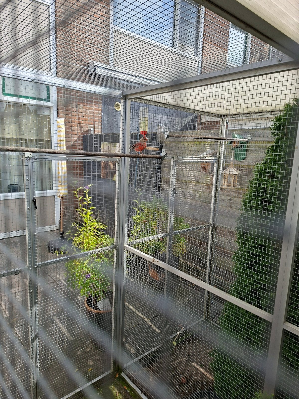 rooie kardenalen, Dieren en Toebehoren, Meerdere dieren