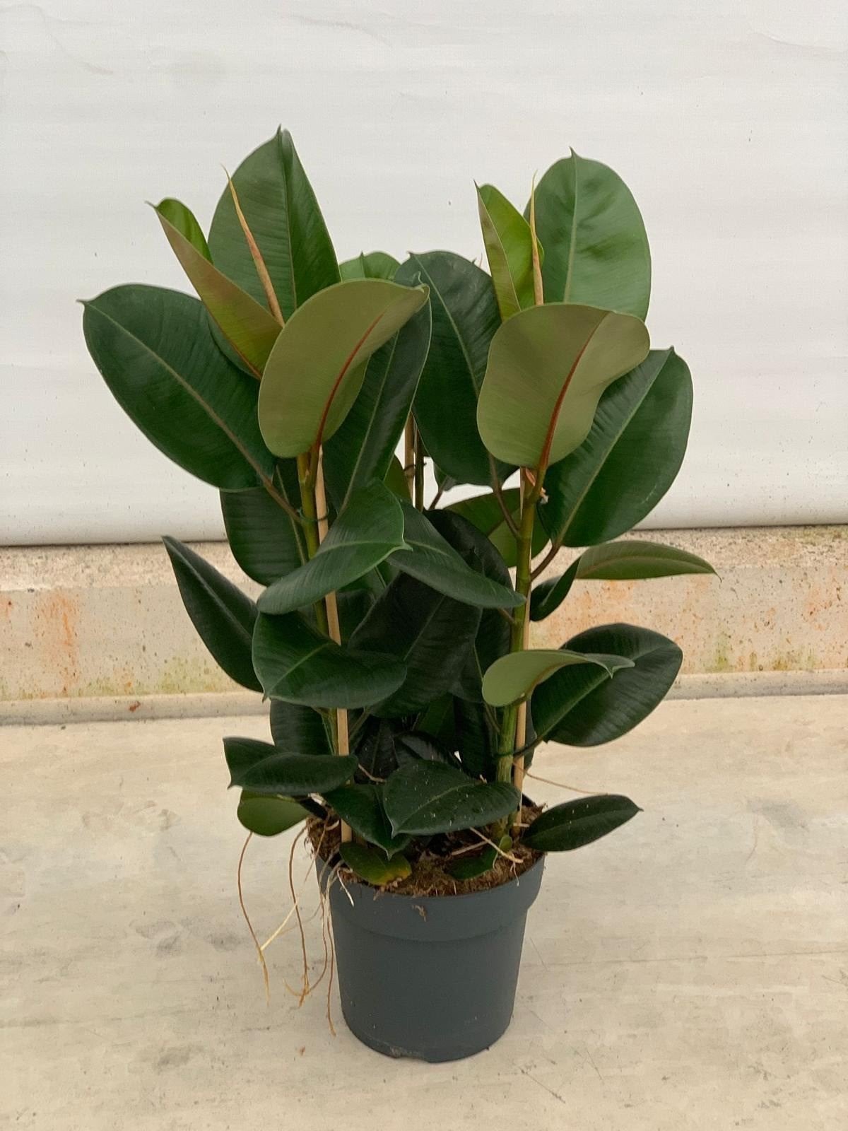 Ficus elastica robusta p27 100cm hoog, Ophalen, Ficus, Halfschaduw, Minder dan 100 cm