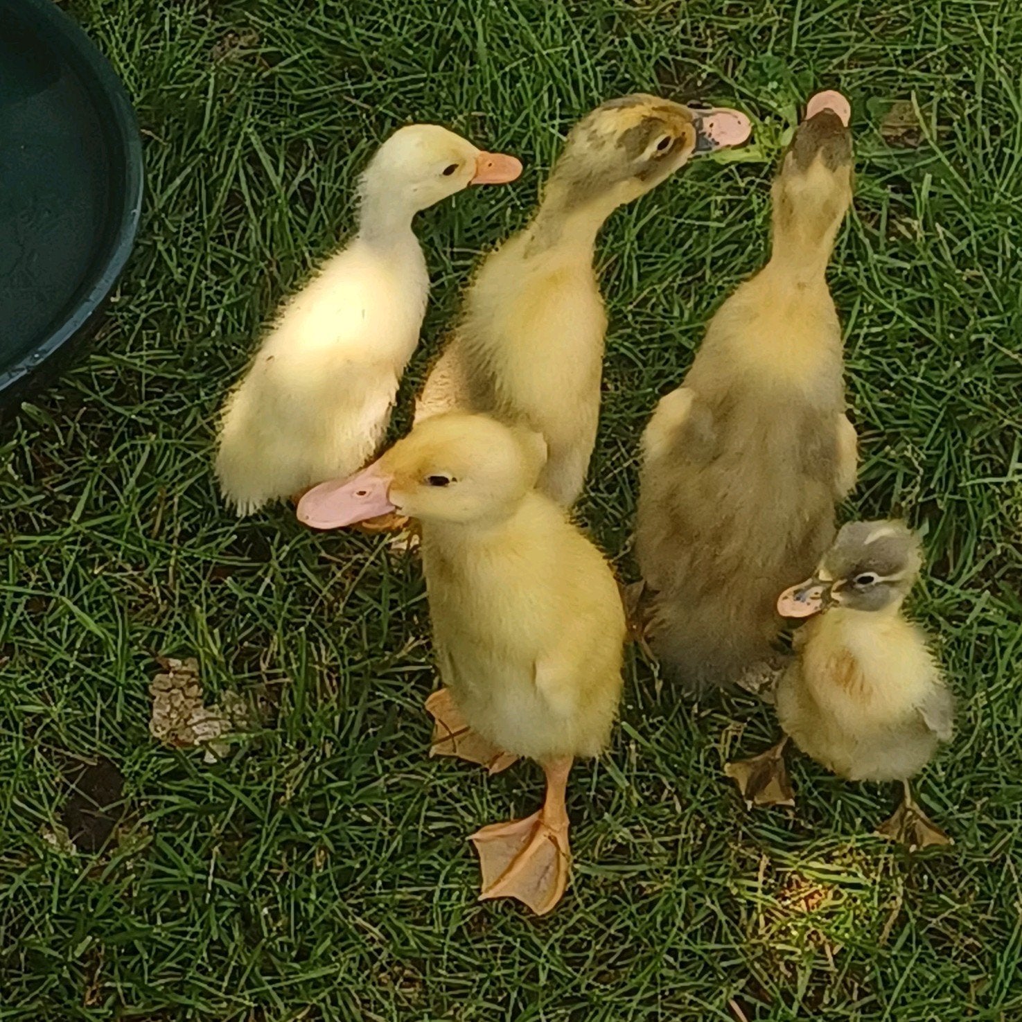 Indische loopeenden, Meerdere dieren, Eend