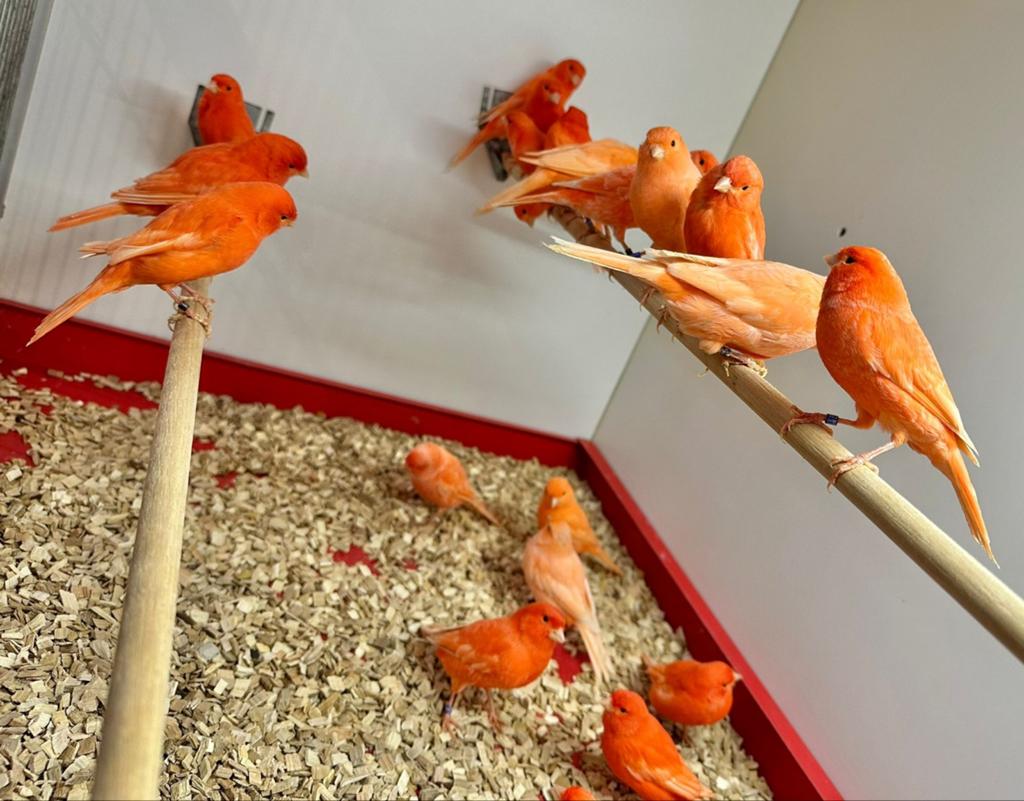 Koppel rode kanaries, Dieren en Toebehoren, Vogels | Kanaries, Kleurkanarie, Meerdere dieren