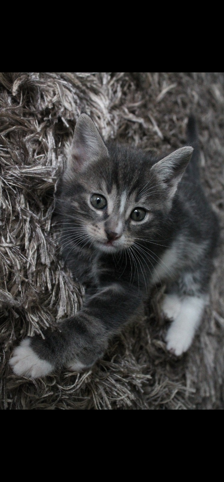 Kittens mogen bijna het nest verlaten, Meerdere dieren
