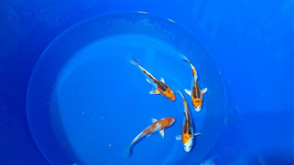Hq Tosai kujaku en kikusui van fukasawa, Karper of Koi