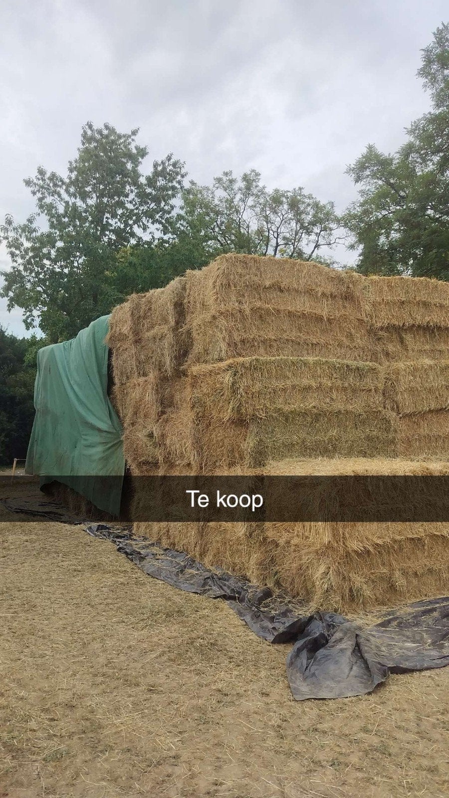 Grote balen hooi te koop, Zakelijke goederen, Agrarisch | Aardappelen, Groenten, Fruit en Vlees, Ophalen of Verzenden