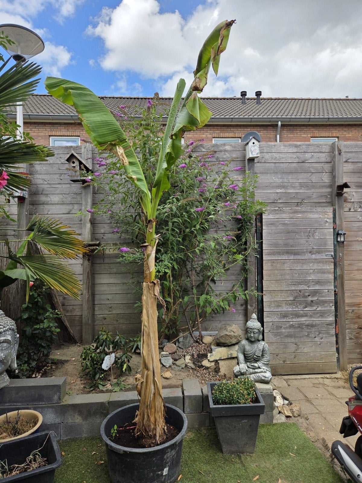 Bananenplant (Musa Basjoo) - Winterharde Sierplant, Tuin en Terras, Planten | Tuinplanten, Ophalen