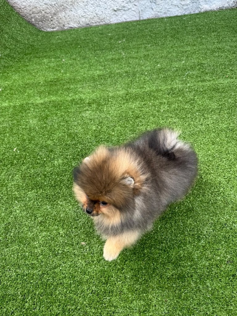 Pomeranian spitz, Dieren en Toebehoren, 15 weken tot 1 jaar, Eén hond, CDV (hondenziekte), Nederland
