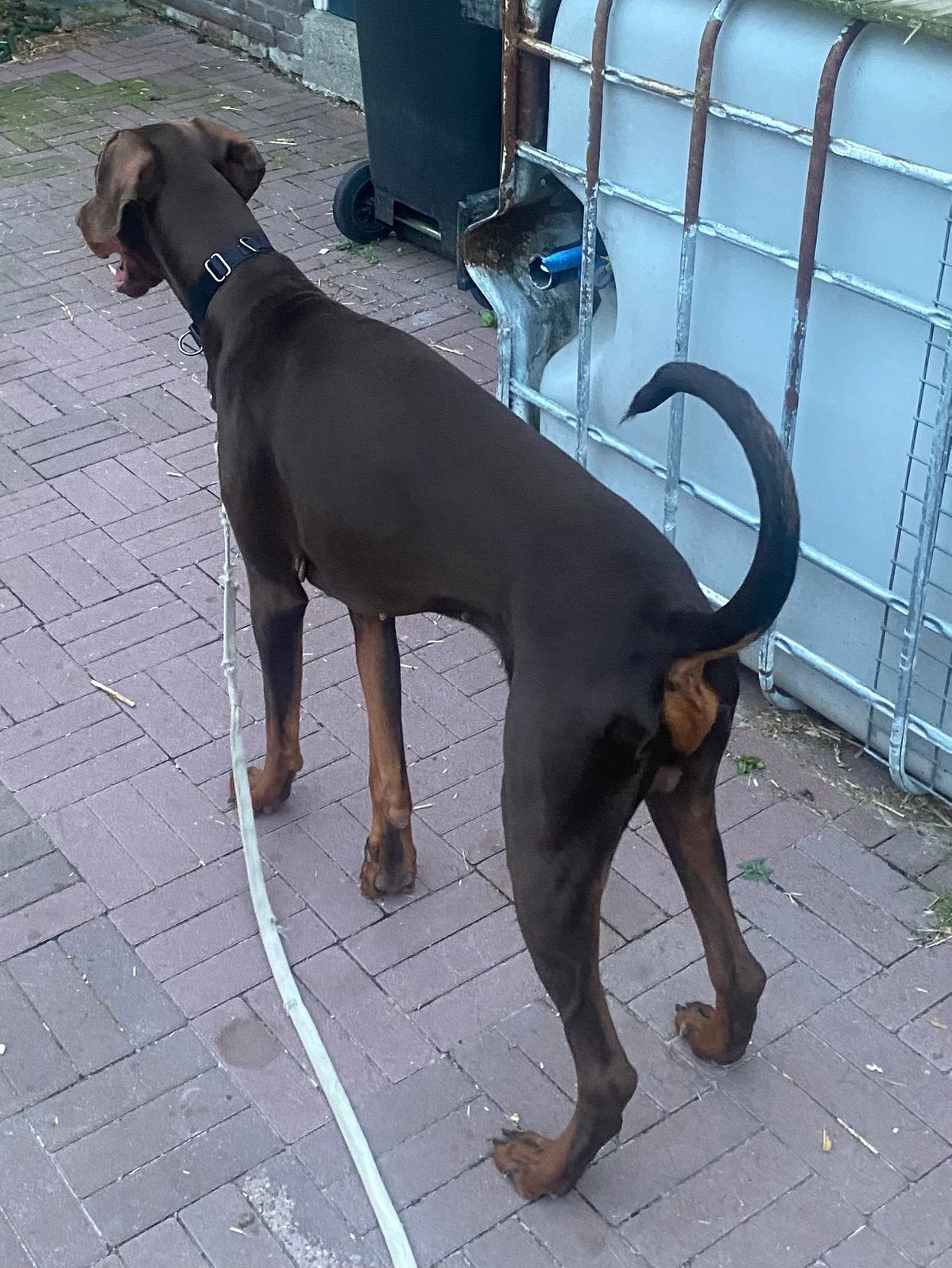 Doberman reu te koop, 1 tot 2 jaar, Eén hond, CDV (hondenziekte), Nederland