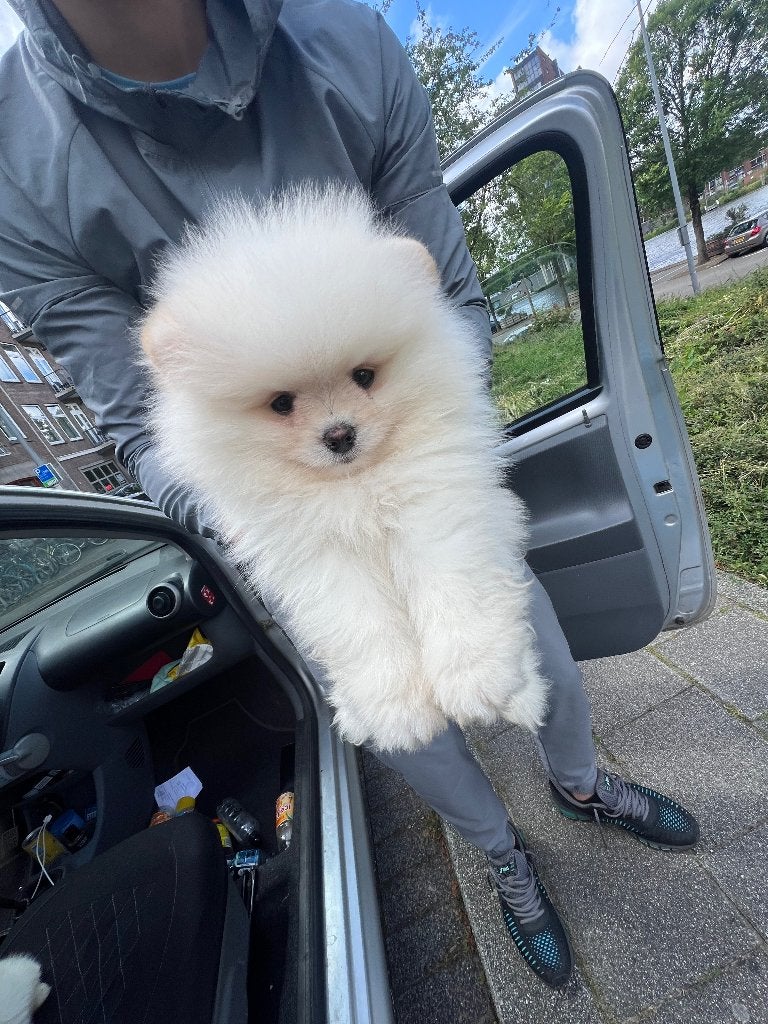 Pomeriaan pup, Keeshond, 8 tot 15 weken, Teef, Parvo