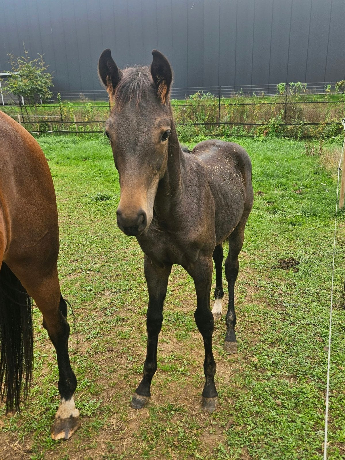 merrie veulen, Merrie, Dressuurpaard, Met stamboom, 0 tot 2 jaar