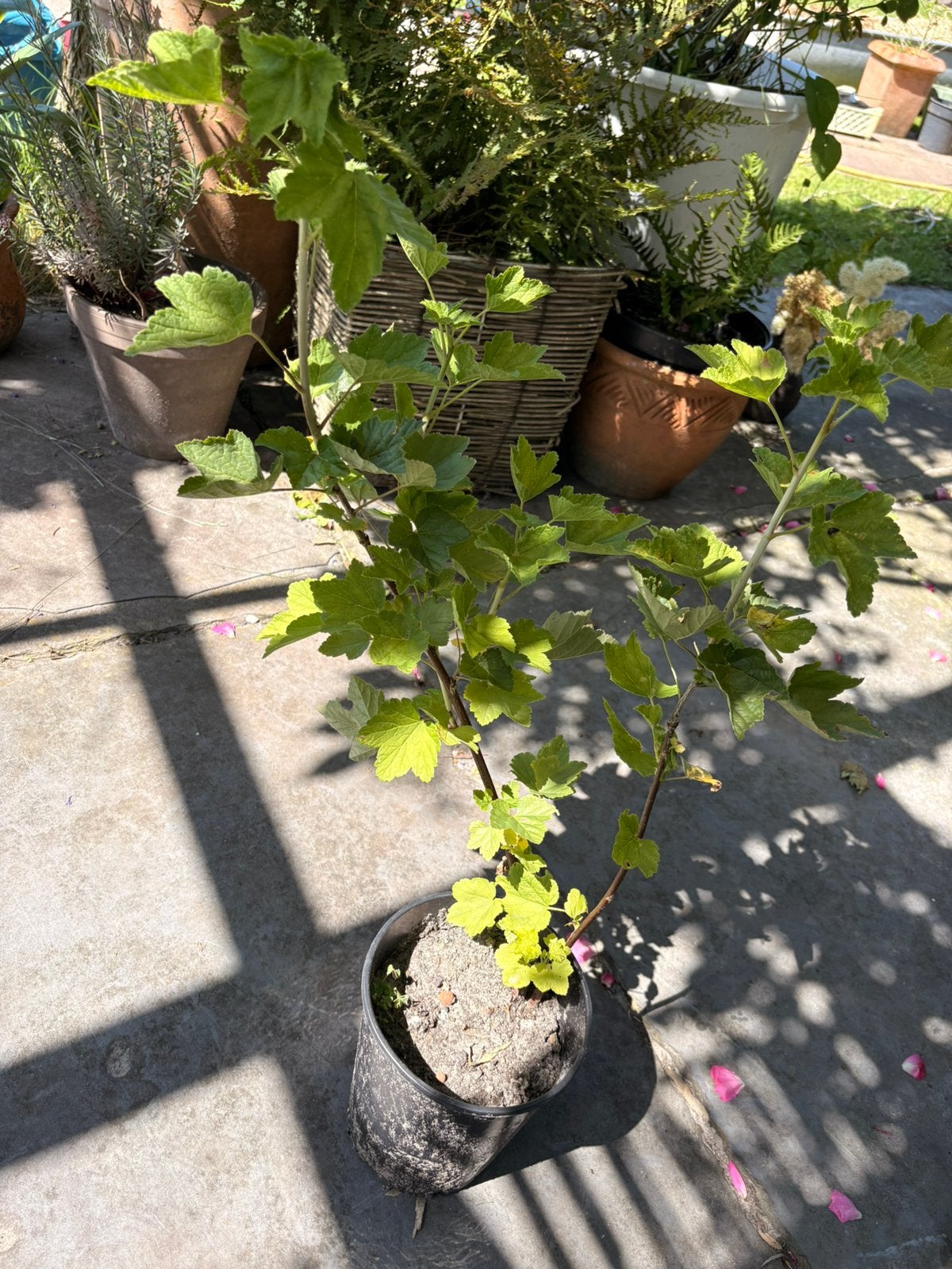 Ribes rubrum Jonkheer van Tets bessenstruik, Ophalen, Minder dan 100 cm, Overige soorten, Lente
