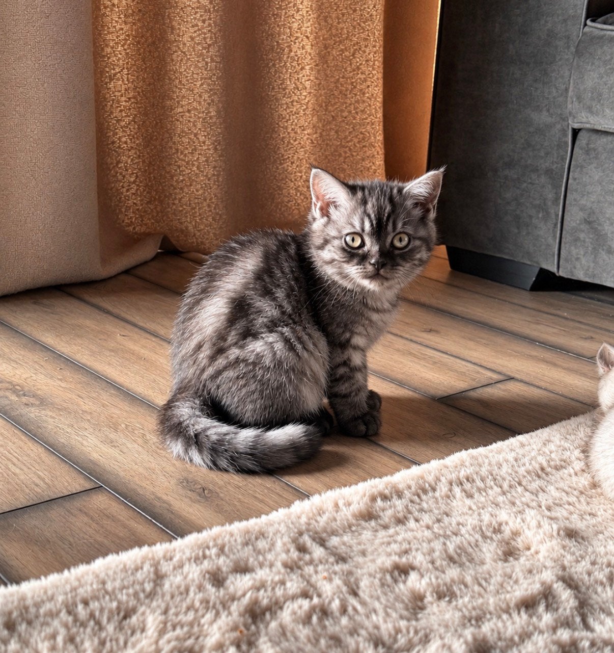 Britse korthaar kittens.  Direct nestje verlaten, Meerdere dieren, Ontwormd