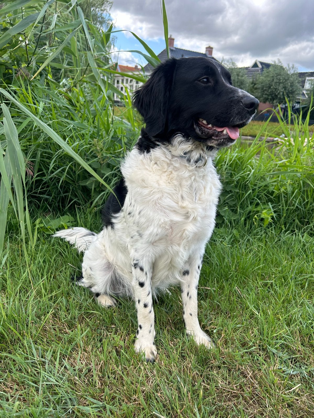 Dekreu friese stabij, Reu, 1 tot 2 jaar, Parvo, Eén hond