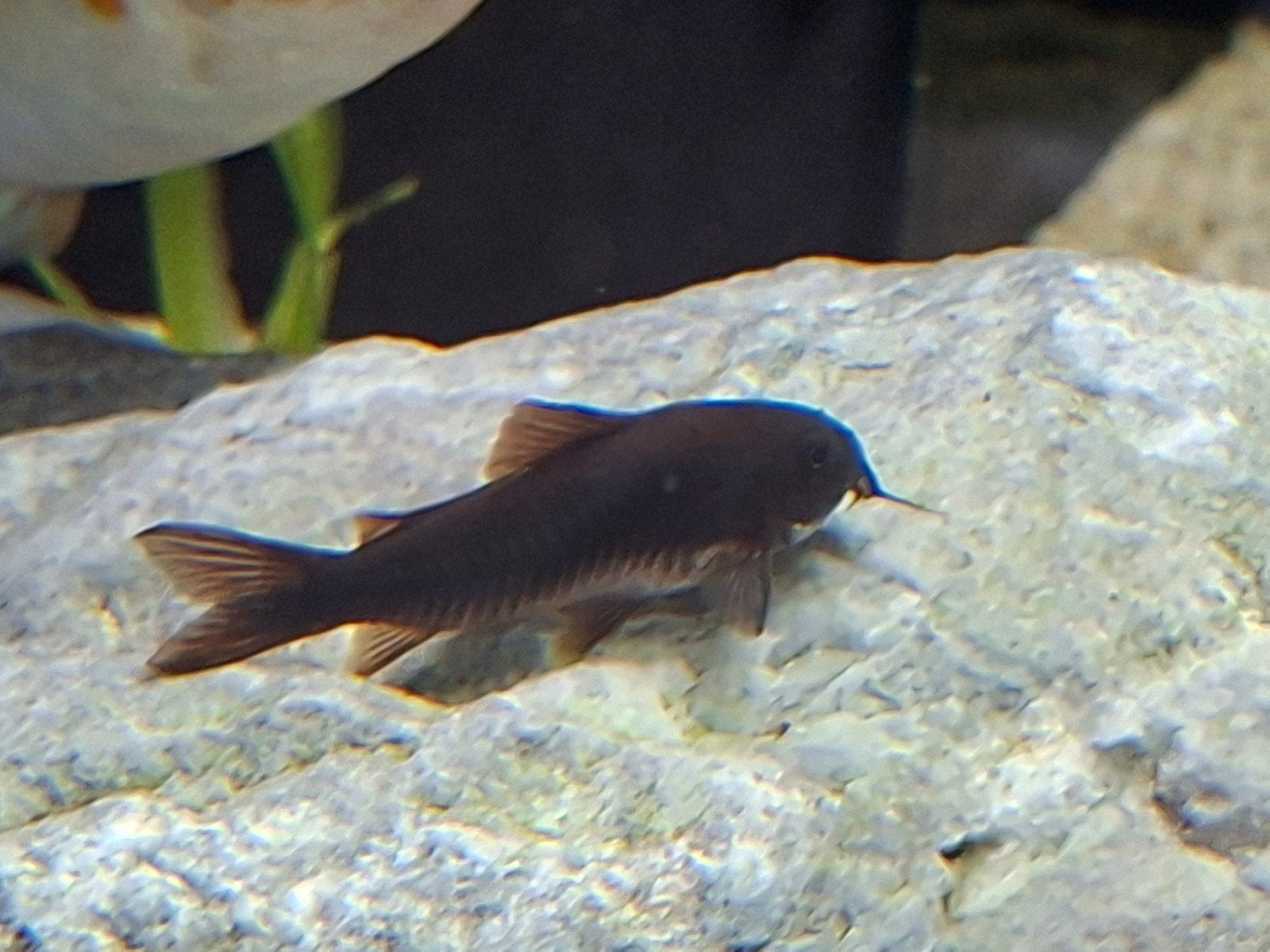 10 Corydoras Venezuela black eigen kweek., Vis