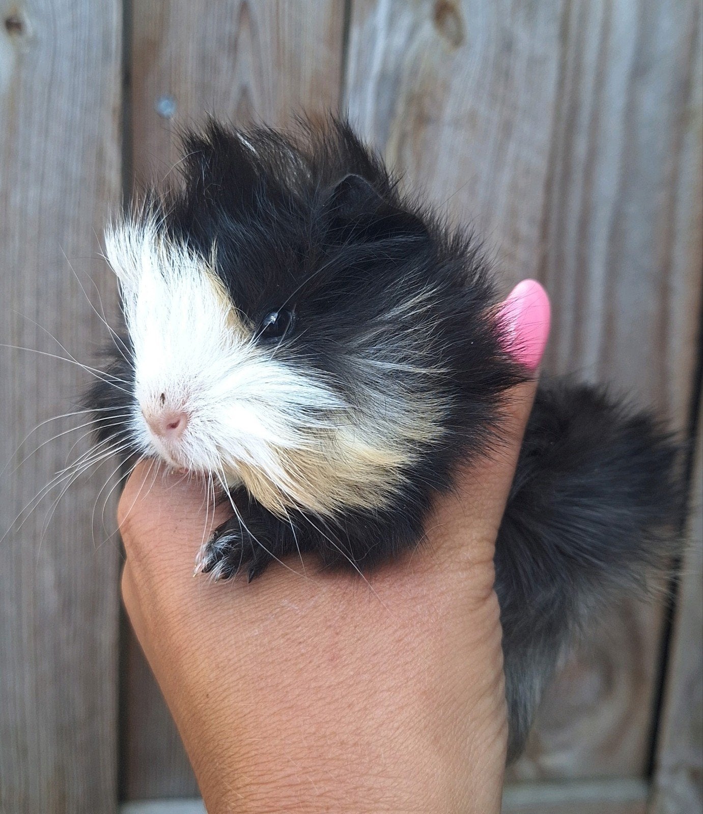 Purivian lang haar cavia babys, Juli, Meerdere dieren, Cavia